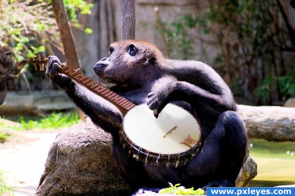 Banjo Gorilla